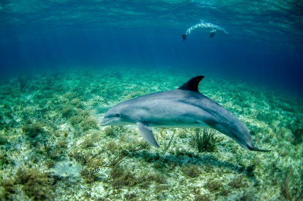 Quels sont les secrets pour une expérience de plongée en apnée avec les dauphins à Maurice?